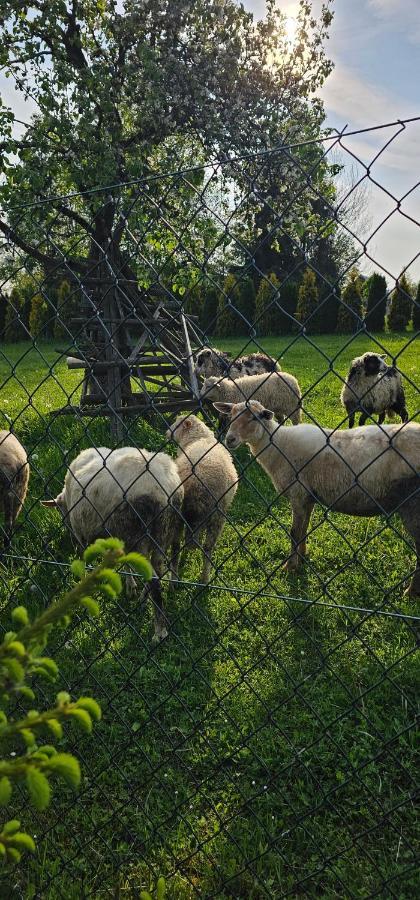 Pokoje U Kasi I Marcina Villa Lipnica Wielka ภายนอก รูปภาพ